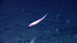 Fish swimming deep in the ocean Image
