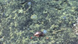 Fish swimming deep in the sea Image