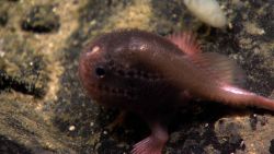 Fish in ocean and very deep Image