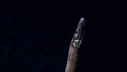 Eel Fish Image