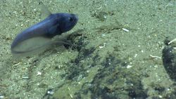 Fish Image