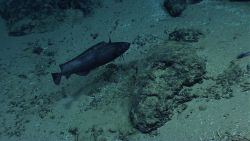 Fish Image