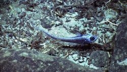 Fish Image