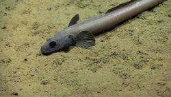 Eel Fish Image