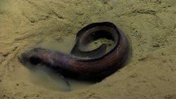 Eel Fish Image