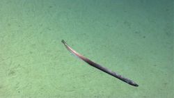 Eel Fish Image