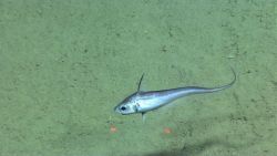 Fish Image