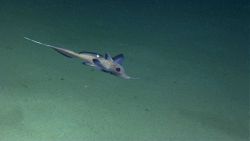 Fish Image