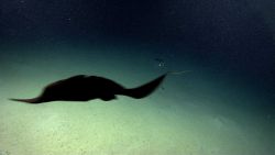Fish Image