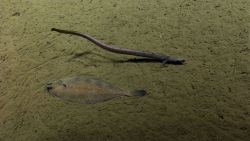 Fish Image