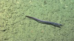 Fish Image