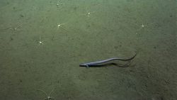 Fish Image