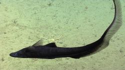 Fish in ocean water Image
