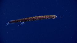 Fish in deep sea water Image