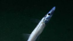 Fish in ocean water Image