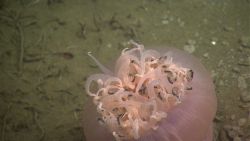 Fish in ocean Image