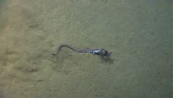 Fish in ocean Image