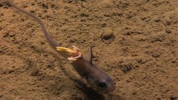 Fish swimming in the deep ocean Image