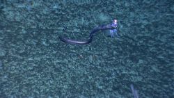 Fish swimming in the deep sea Image