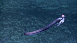 Fish in deep ocean Image