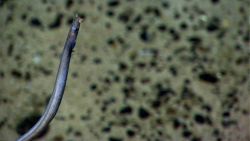 Fish in deep sea Image