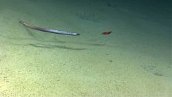 Fish in the ocean Image
