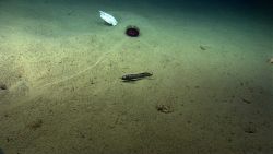 White plastic? paper? in close proximity to pancake urchin while eel swims in center of image Image