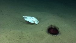 White plastic? paper? in close proximity to pancake urchin. Image