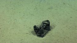 Plastic trash on the seafloor. Image
