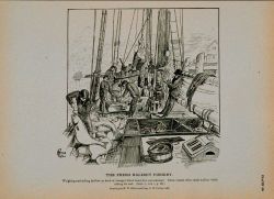 Weighing and selling halibut on deck of George's Bank hand-line cod schooner Drawing by H Photo