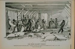 Handling fresh halibut at Gloucester, Mass Weighing, unheading, and packing in ice for shipment by rail Drawing by H Photo