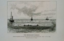 School of menhaden surrounded with purse-seine and fish striking the net From sketch by Capt Image