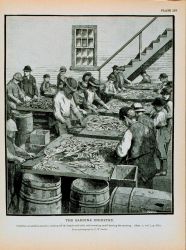 Children at sardine cannery cutting off the heads and tails of herring Cleaning herring for canning From a photograph by T Image