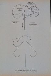 Diagram of shad weir, Kennebec River, Maine Image