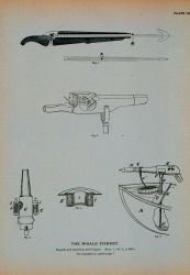 Fig Image