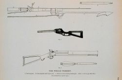 Fig Image