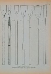 Fig Image