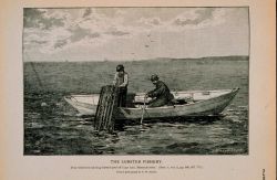 Dory fishermen hauling lobster pots off Cape Ann, Massachusetts From photograph by T Image