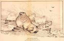 Plate 12 Image