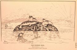 Plate 15 Image