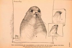 Plate 26 Image