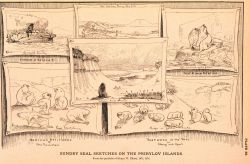 Plate 28 Image