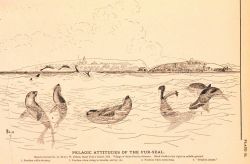 Plate 31 Image