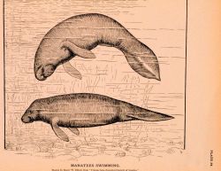 Plate 34 Image