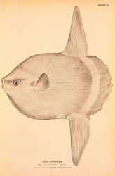 Plate 35 Image