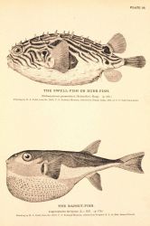 Plate 36 Image