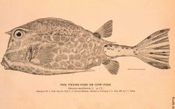 Plate 37 Image