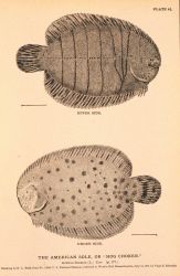 Plate 41 Image