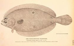 Plate 43 Image