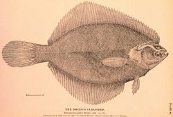 Plate 45 Image